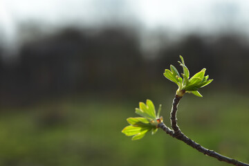 Young leaves on a currant twig. Spring green background