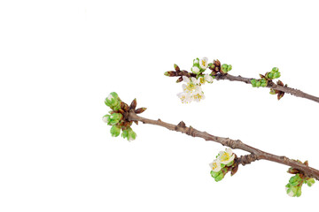 Two flowering twigs of sweet cherry isolated on a white background. Design elements