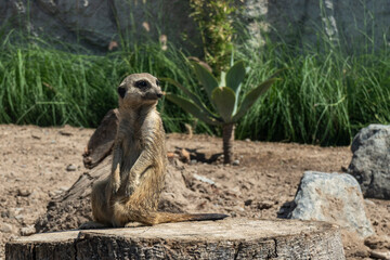suricato vigilando para en dos patas