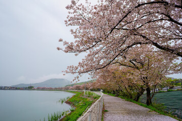 桜　雨(香川県坂出市鎌田池)