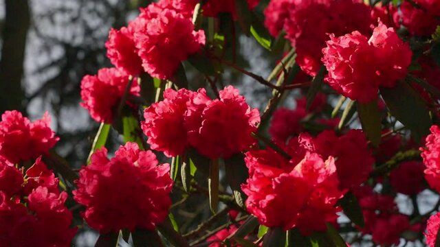 Rhododendron flowers blowing in the wind