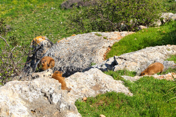 Rock hyrax or dassie, cape hyrax, rock rabbit, rock badger (Procavia capensis) in the wild. Mount Arbel. Nature reserve and national park. Low Galilee, Israel 