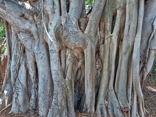 Old ficus tree, Ficus obliqua, commonly known as the small-leaved fig 