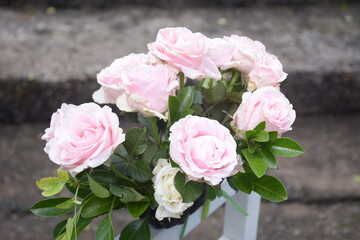 Beautiful rose flower with blur background. a bouquet for a wedding.