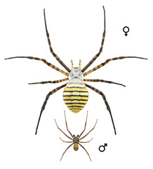 Banded garden spider or banded orb weaving spider, Argiope trifasciata, male and female, isolated on a white background
