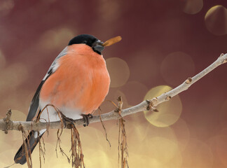 Eurasian bullfinch (Pyrrhula pyrrhula) male sitting on a stick and eating seeds ash