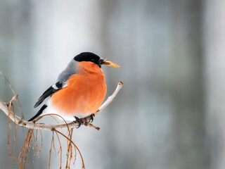 Fototapeta premium Eurasian bullfinch (Pyrrhula pyrrhula) male sitting on a stick and eating seeds ash