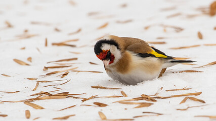 European Goldfinch sitting on a snow and eating seeds ash.