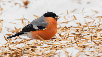 Eurasian bullfinch (Pyrrhula pyrrhula) sitting on a snow and eating seeds ash.