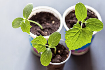 Vegetable sprouts. Growing young cucumber seedlings in cups. Horticulture and harvest concept.