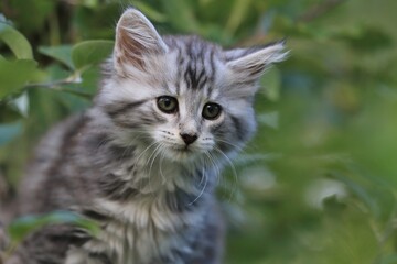Close up portrait of a cute maine coon kitten.
