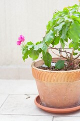 bougainvillea in a tarracotta pot on the terrace