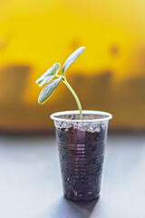 Vegetable sprout. Growing young cucumber seedlings in cups. Horticulture and harvest concept.