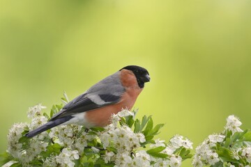 Bulfinch sitting on the blooming twig. Male bullfinch in the nature habitat. Pyrrhula pyrrhula