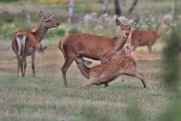 young red deer sucks milk. herd of deers in summer landscape. Wildlife scene from summer forest. Cervus elaphus