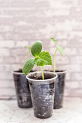 Vegetable sprouts. Growing young cucumber seedlings in cups. Horticulture and harvest concept.