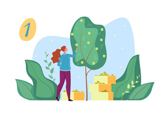 Harvesting in the garden. The gardener character collects and places fruits from trees in boxes. Vector flat cartoon illustration.