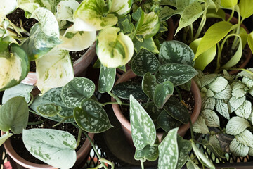 Home indoor green plants, home gardening