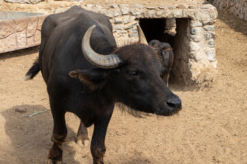 buey macho  de color negro