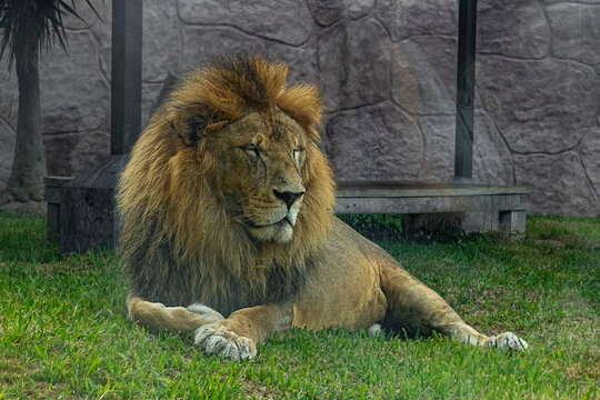 León Macho Con Melena Grande Echado En El Pasto  