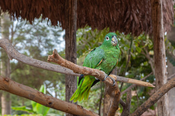Loro o aurora de color verde