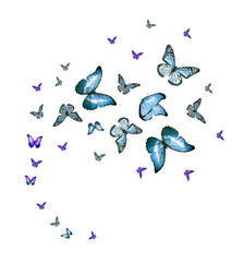 Flock of flying butterflies isolated on white