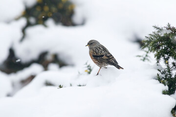 The alpine accentor is a small passerine bird in the family Prunellidae