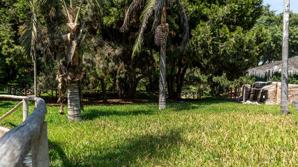 Jardín con césped verde y plantas grandes