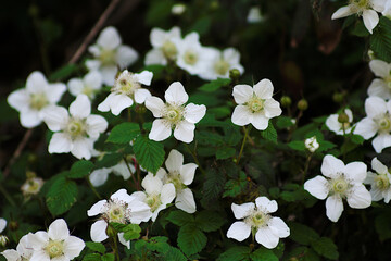 white flowers in the spring