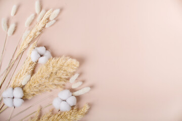 Dry grass, cotton flowers on a beige background.