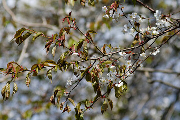 branch of a tree with leaves
