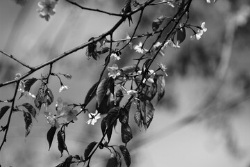 branch of a tree in spring