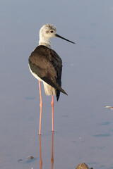 Himantopus himantopus  in a marsh