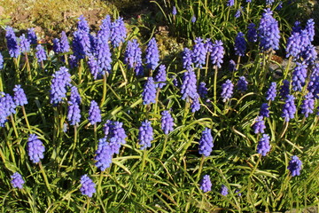 Muscari armeniacum or grape hyacinth. Beautiful blue spring flowers in a garden