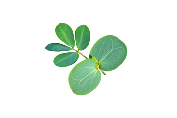 Close up Young leaves  green plants isolated on white background.Green plants growing concept.