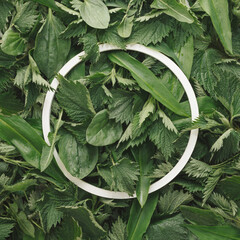 Aestethic creative background made of nettle, dandelion, wild garlic and plantain leaves and white,...
