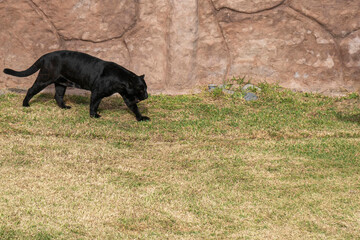 Grande felino negro y puro