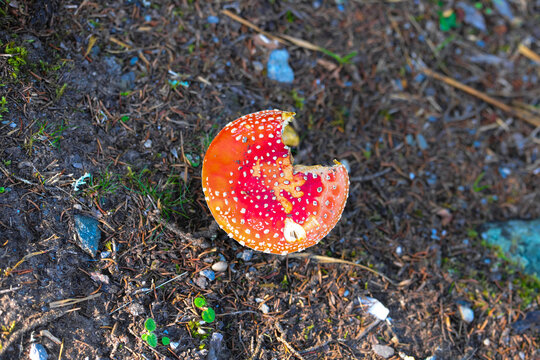 L'Amanite tue-mouches ou fausse oronge (Amanita muscaria), est une esp&egrave;ce de champignons basidiomyc&egrave;tes de la famille des Amanitaceae