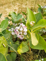 Obraz premium White flower green leaf natural plant beautiful garden