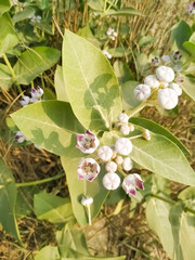 White flower green leaf natural plant beautiful garden