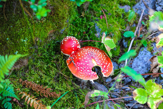 L'Amanite tue-mouches ou fausse oronge (Amanita muscaria), est une esp&egrave;ce de champignons basidiomyc&egrave;tes de la famille des Amanitaceae