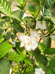 White flower green leaf natural plant beautiful garden