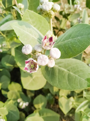 White flower green leaf natural plant beautiful garden