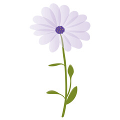 Violet chamomile with leaves, beautiful summer flower for design. Lilac plant in a realistic vector, splash for the cover.