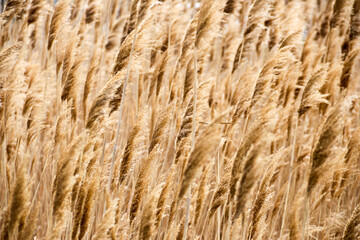 Dry reed on the lake, reed layer, reed seeds. Golden reed grass, pampas grass. Abstract natural background. Beautiful pattern with neutral colors. Minimal, stylish, trend concept