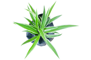 Top view of seedling spider plant or chlorophytum bichetii (Karrer) backer growing in black plastic bag isolated on white background included clipping path.