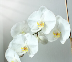 White orchid flowers in sunbeams on the windowsill of the house