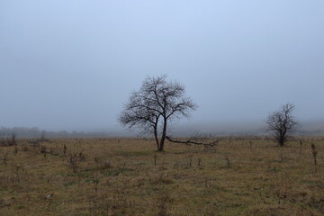 Obraz premium tree in the fog
