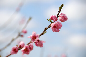 Blooming peach tree. Pink flowers on the tree. The idea of ​​spring, warmth and beauty