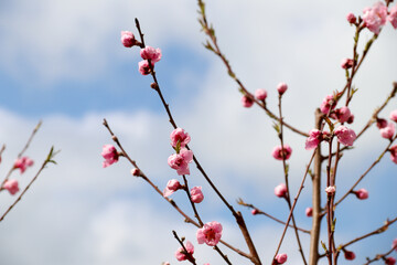 Blooming peach tree. Pink flowers on the tree. The idea of ​​spring, warmth and beauty